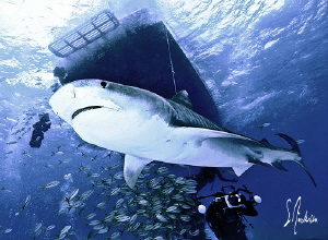 This image was taken at Tiger Beach - Bahamas. Jim Aberne... by Steven Anderson 